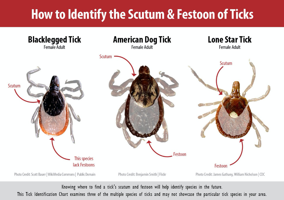 types of deer ticks