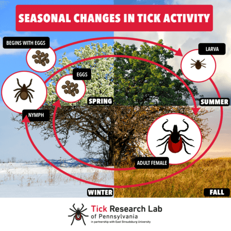 tick reproduction