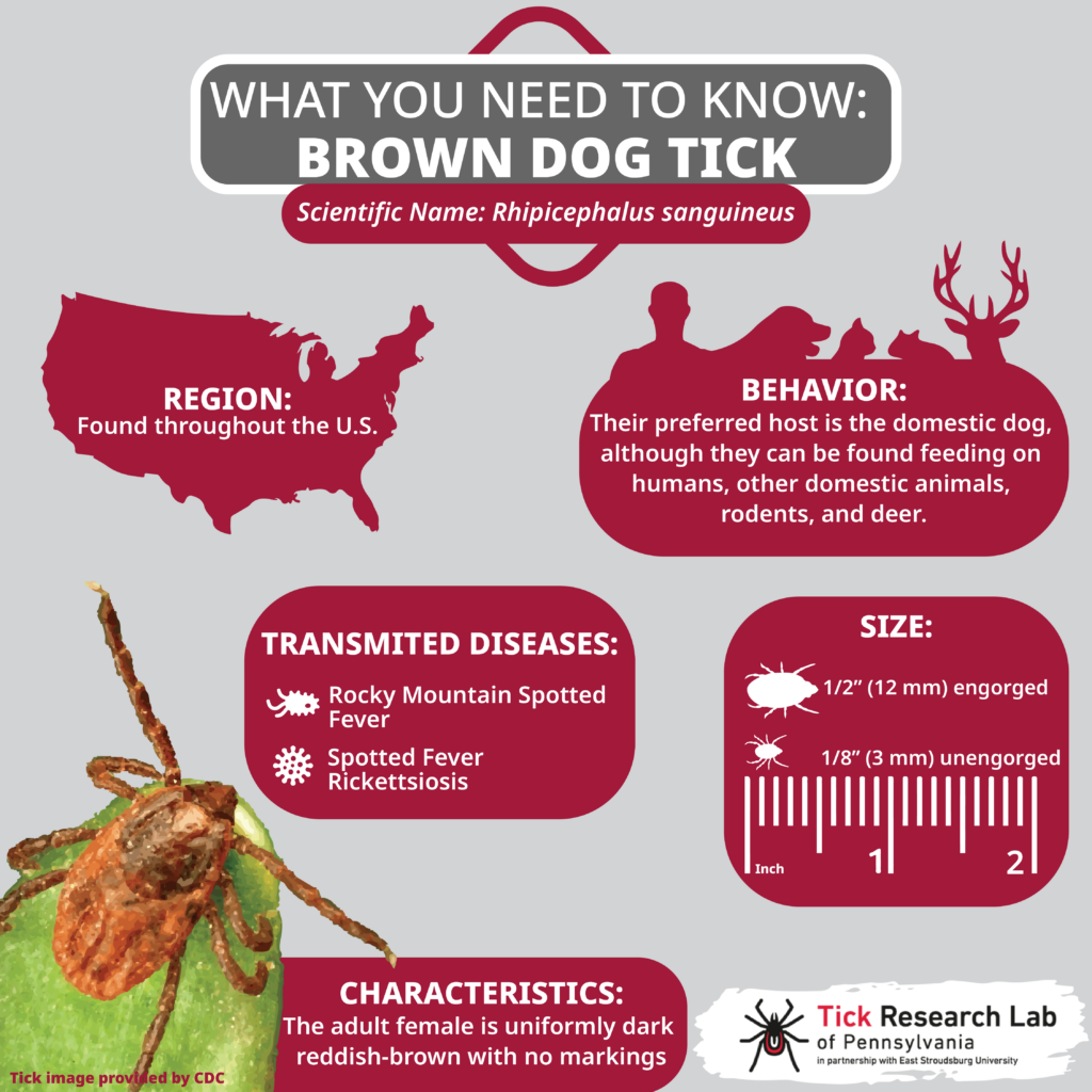 where do brown dog ticks lay their eggs