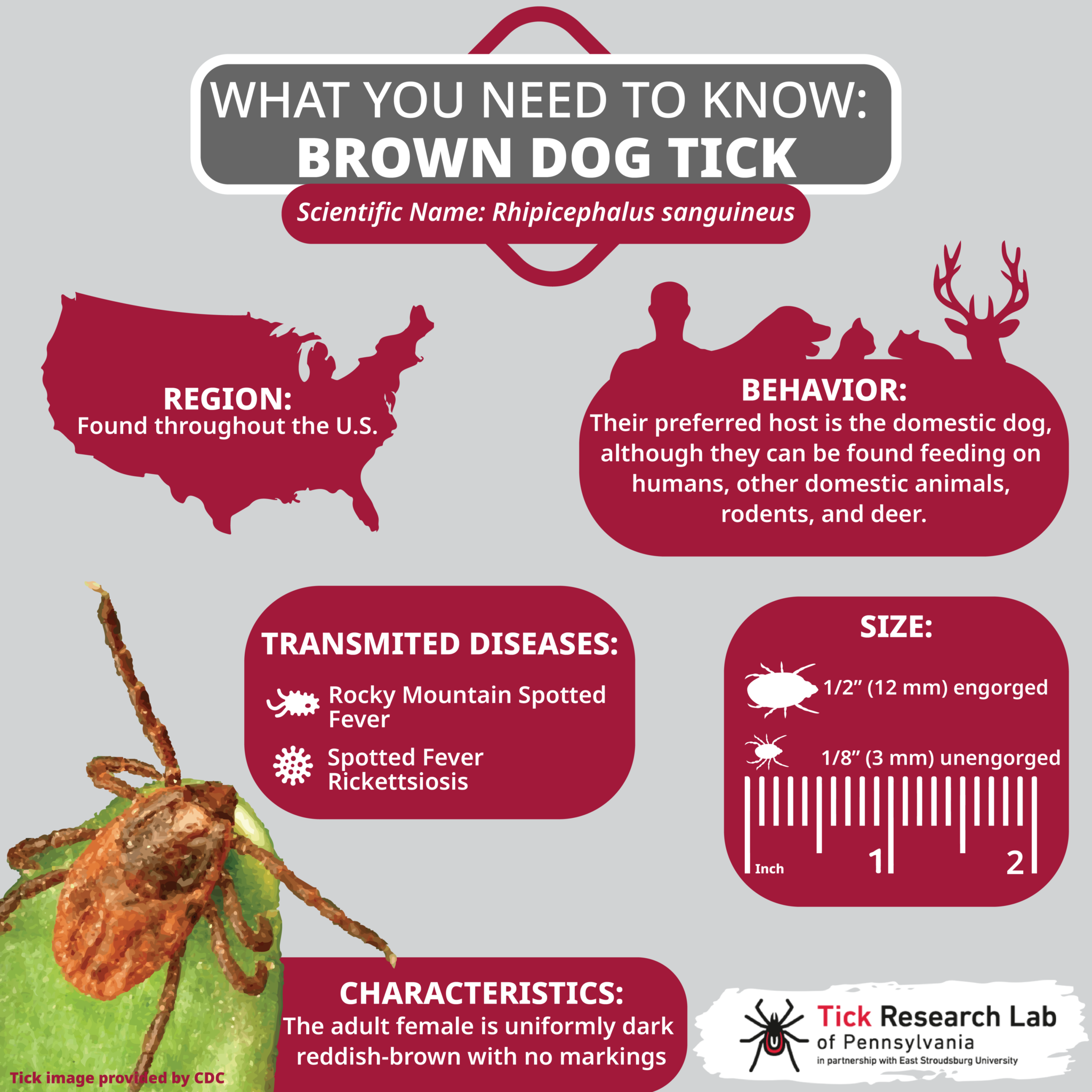 tick-season-is-not-over-yet-dangerous-ticks-to-watch-out-for-this-fall